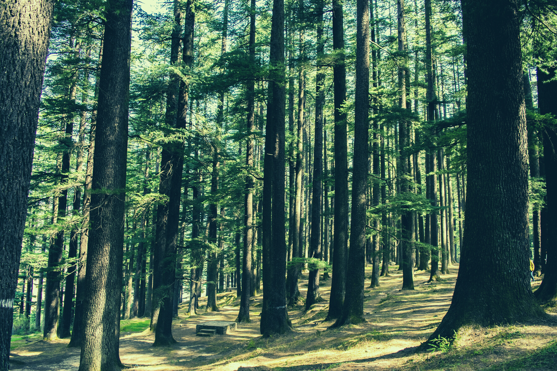 Tall Green Trees in Forest